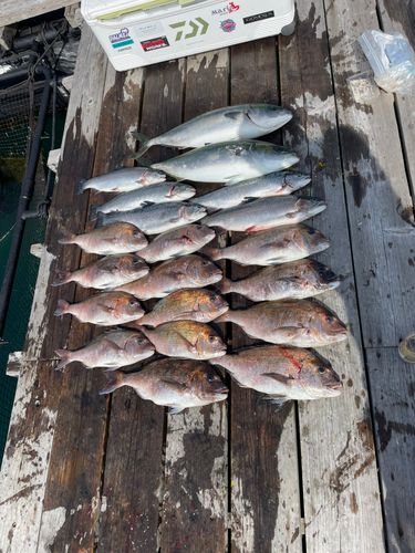 マダイの釣果