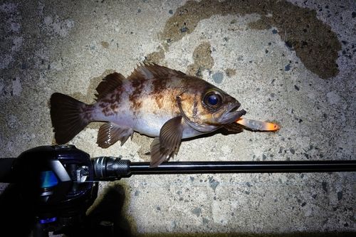 メバルの釣果