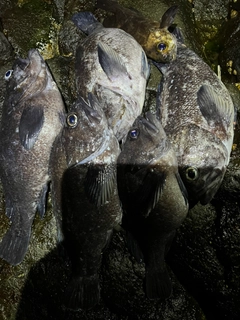 ソイの釣果