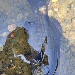 スモールマウスバス