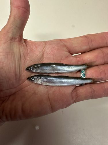 チアユの釣果