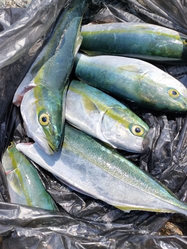 フクラギの釣果