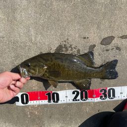 スモールマウスバス