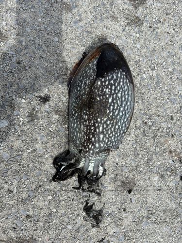 シリヤケイカの釣果