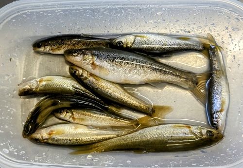 カワムツの釣果