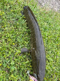 ライギョの釣果