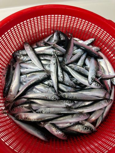 サバの釣果
