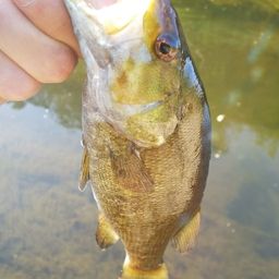 スモールマウスバス