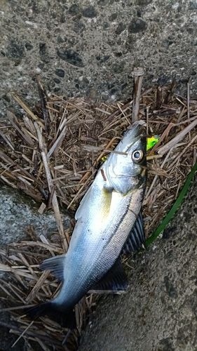 スズキの釣果