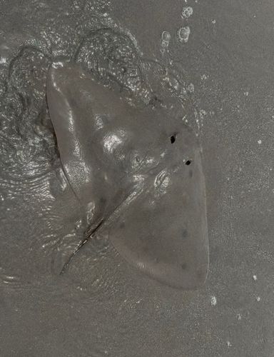 ツバクロエイの釣果