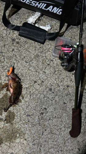 アコウの釣果