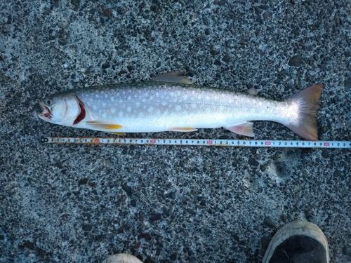 ウミアメの釣果