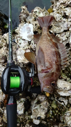 エゾメバルの釣果
