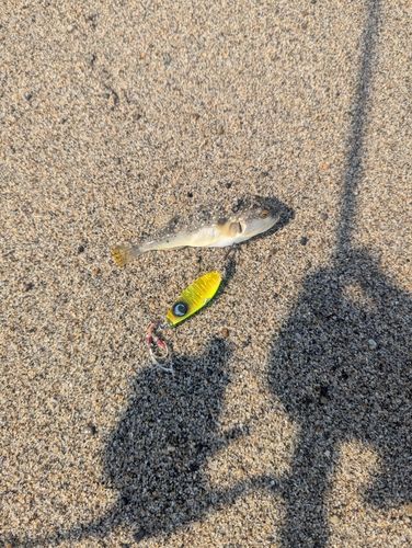 クサフグの釣果