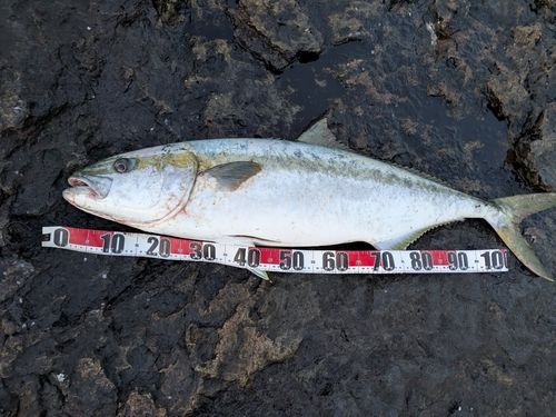 ヒラマサの釣果