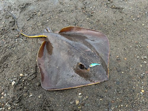 アカエイの釣果