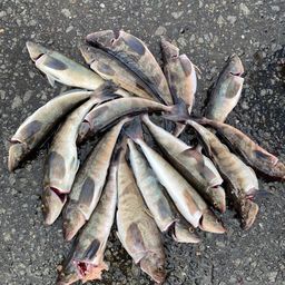 ホッケ