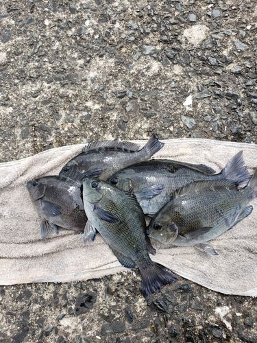 メジナの釣果