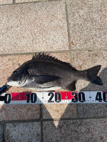 クロダイの釣果