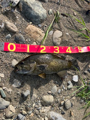 スモールマウスバスの釣果