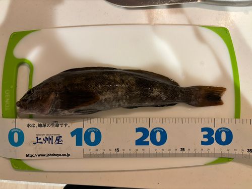 アイナメの釣果