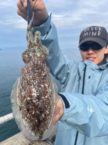 コウイカの釣果