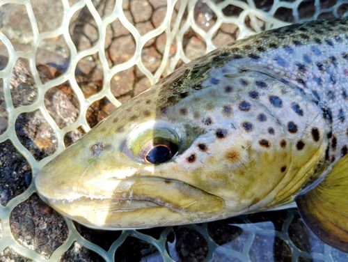 ブラウントラウトの釣果