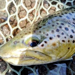 ブラウントラウト