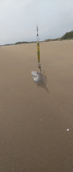 カレイの釣果