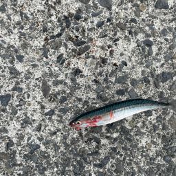 サバ