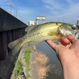 ラージマウスバス