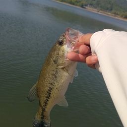 ラージマウスバス