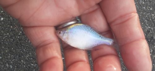 タイリクバラタナゴの釣果