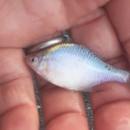 タイリクバラタナゴ