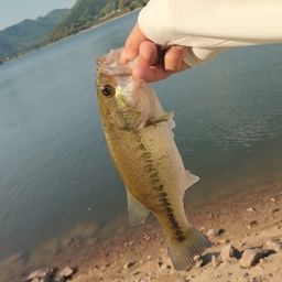 ラージマウスバス