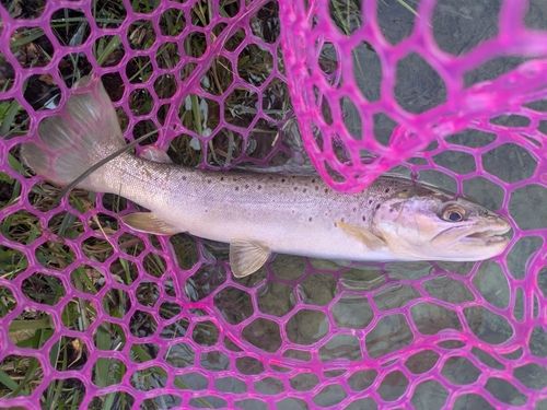 ブラウントラウトの釣果