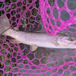 ブラウントラウト