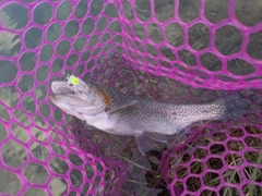 ニジマスの釣果