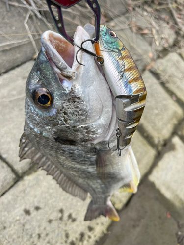 キチヌの釣果