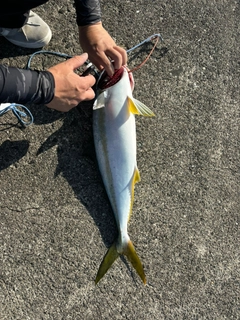 ヒラマサの釣果