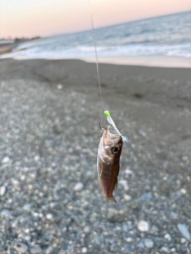 クロムツの釣果
