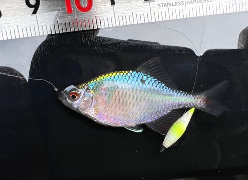 タイリクバラタナゴの釣果