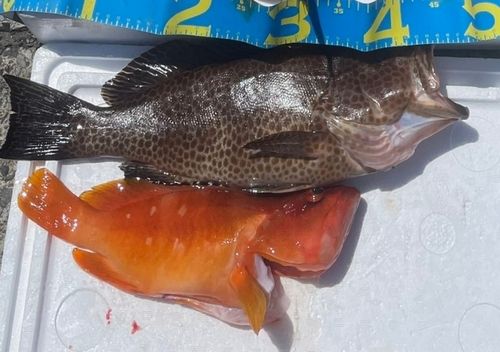 オオモンハタの釣果