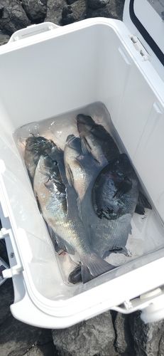 クロの釣果