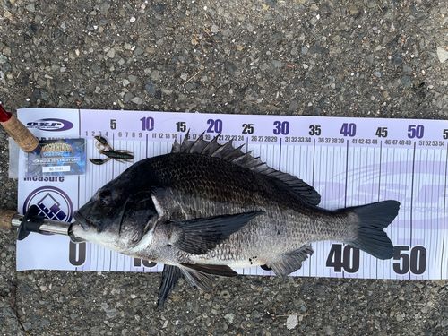 クロダイの釣果