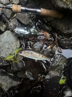 ヤマメの釣果