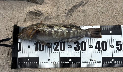 アイナメの釣果