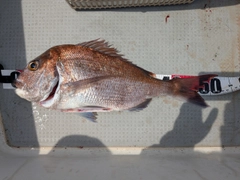 タイの釣果