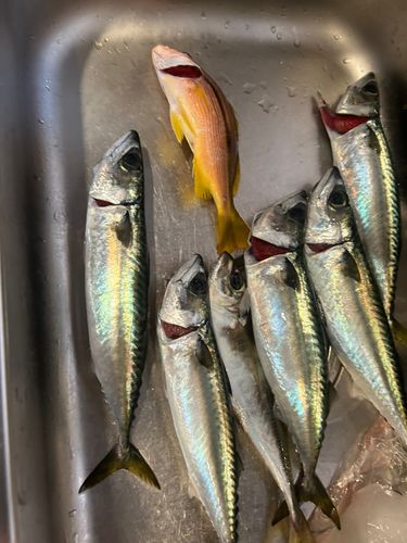 ヨコスジフエダイの釣果