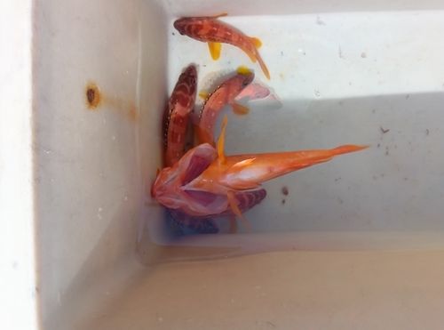 アカハタの釣果